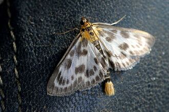 A small magpie moth clinging to a leather seat. It's a small moth with a  yellow head and tail. Its white wings have a black border and a scattering of black dots