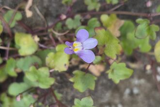 Ivy leaved toadflax 