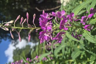 The topmost spike of flowers in bloom and some buds still to open on a rosebay willowherb plant 