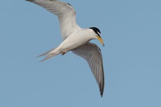 An adult little tern with wings outstretched against a blue sky