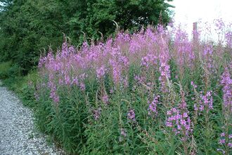A swathe of tall spikes of pink flowers, Rosebay willowherb, on the side of a path