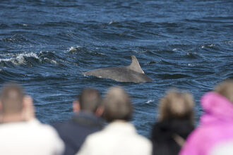 People watching bottlenose dolphin, The Wildlife Trusts