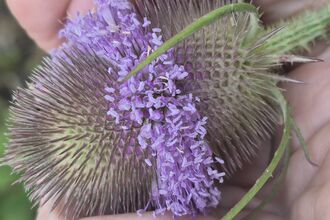 A teasel in partial flower in the hand. The flowers are small and purple and are in a band around the centre of the seed head