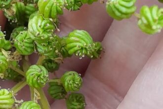 Green meadow sweet seeds