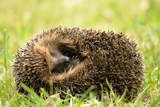 Hedgehog - Amy Lewis