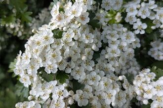 A hawthorn in full flower, lots of small white flowers are clustered tightly in groups on short, branched stems that completely cover the thorny branches, some green foliage surrounds the white flowers
