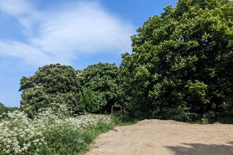 A blue sky with soft white cloud highlights the vibrant green of trees in late spring