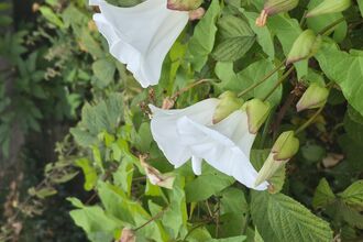 Close up of bindweed flowers, white and trumpet-like in shape