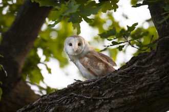 Barn owl in tree