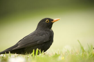 A male blackbird, black feathers, yellow rimmed eye and yellow beak stands sideways on cropped grass