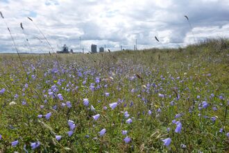 A field of purple harebells with clouds and industry in the far distance