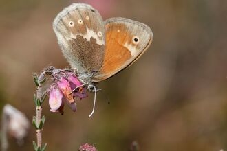 Large heath butterfly