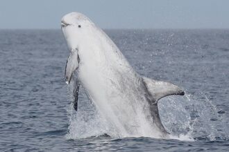 dolphin wildlife trusts