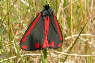 cinnabar moth