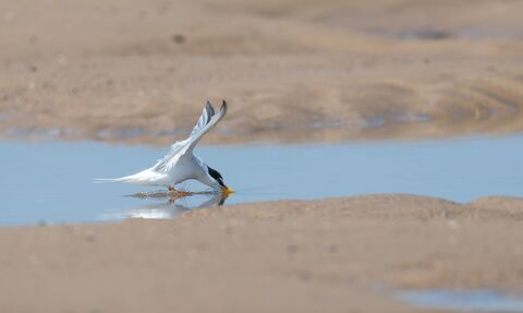 A little tern in water on a beach