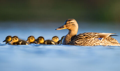 A mallard and chicks on water