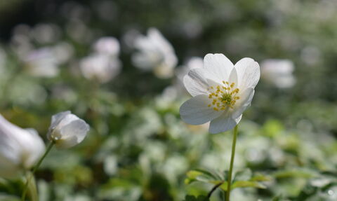 A white wood anemone with sunlight shining through the upper petals