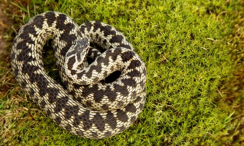 A coiled adder resting on green moss
