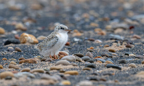 A juvenile little tern chick on a pebbly beach