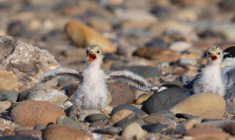 Three little tern chicks at their nest site call with open beaks to a parent bird 