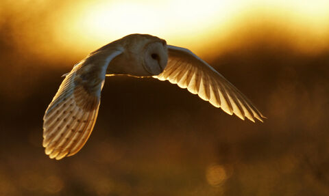 A barn owl in flight at sunset 