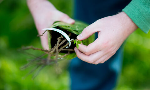A close up image of a person's hands holding a young tree sapling ready to plant