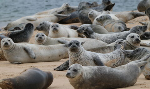 A group of seals on hard sand 