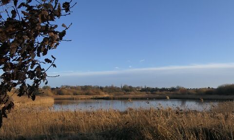 A landscape view of Bowesfield reserve reedbeds, river and trees with blue sky in the background