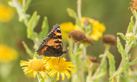 A tortoiseshell butterfly from the side on yellow flowering fleabane 