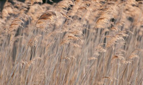 A close up image of yellow/brown common reeds bending to the right in the breeze