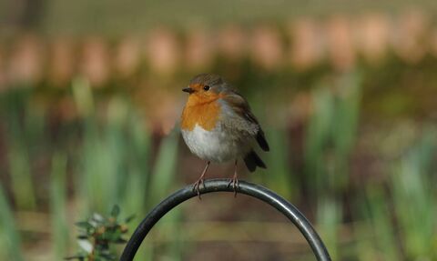 A robin sits on a black hoop in a garden setting 