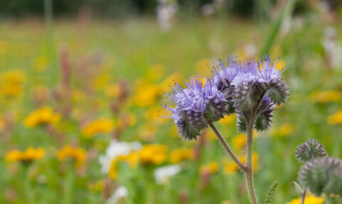 A wildflower meadow in the background with a purple tansy in focus in the foreground