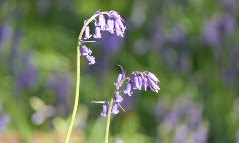 Two stems of English bluebells with multiple flowers on each