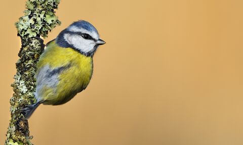 A blue tit on a lichen covered branch 