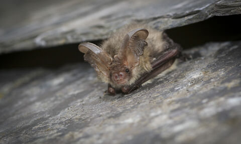 A brown long eared bat peeps out from underneath a piece of slate