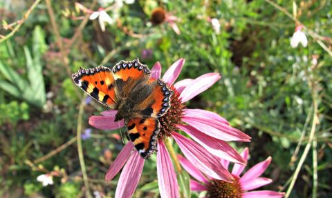 Butterfly on pink flower