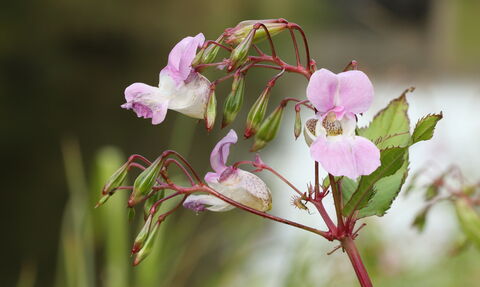 pink flowers