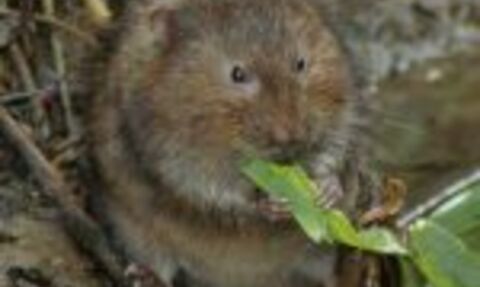 A water vole nibbling a leaf