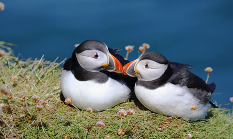 Puffins in Love!