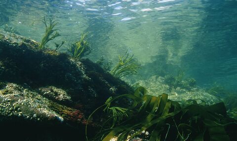 An underwater sea scene with flowing sea weed and limpets