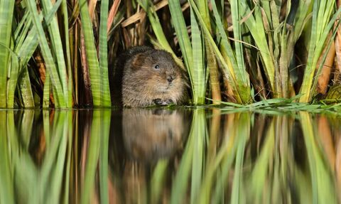 Vole in reeds