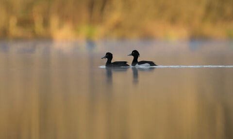 Tufted ducks