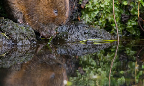 Vole on river bank