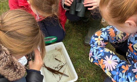 4 primary school children crouch beside a white pond dip tray containing water and small water creatures