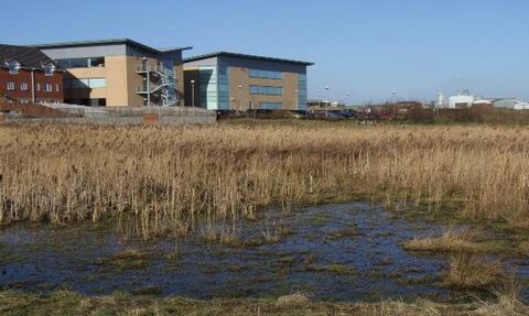 Buildings and a reed bed