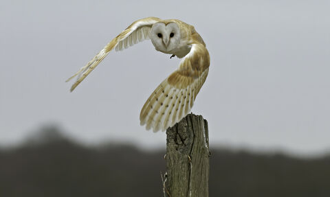 An adult barn owl in daylight in flight above a fence post face on to camera
