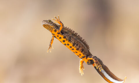 Great crested newt
