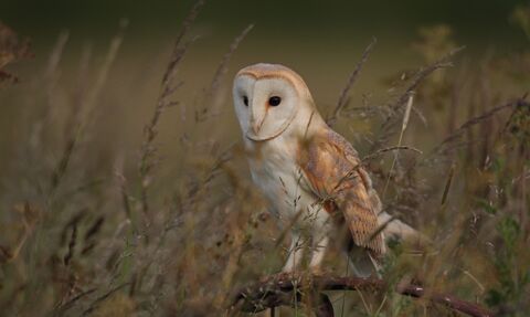 An adult barn owl stands alert in grasses at dusk