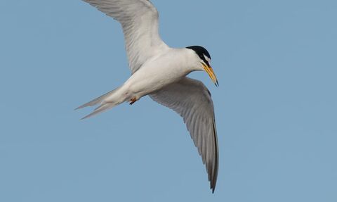 An adult little tern with wings outstretched against a blue sky
