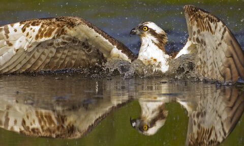 An osprey half submerged in water with wings outstretched. The osprey is a large brown-and-white bird of prey.